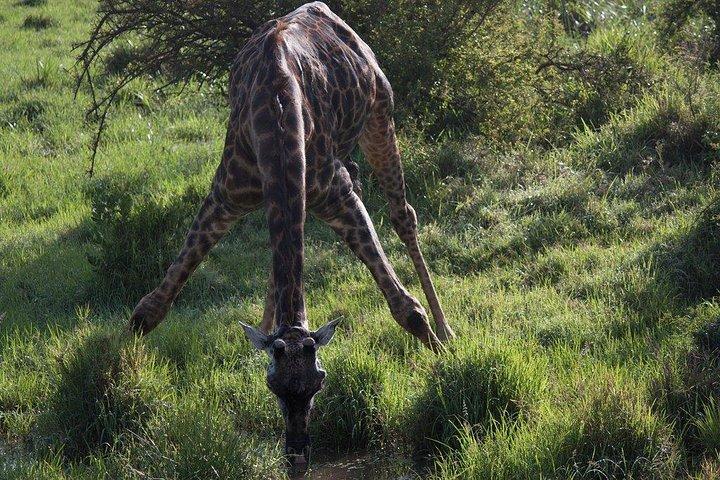 4日間モンバササファリ - ツァボ西、アンボセリ＆ツァボ東国立公園