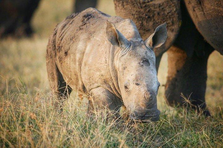 4日間モンバササファリ - ツァボ西、アンボセリ＆ツァボ東国立公園