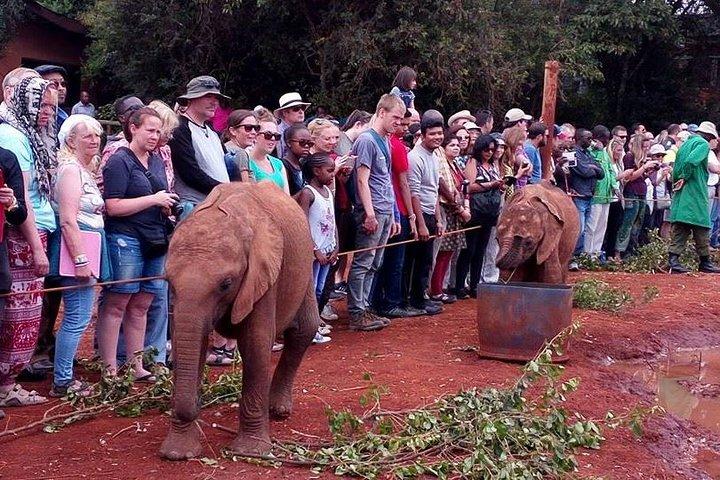 3 giorni Parco nazionale di Nairobi, Lake Naivasha e Lake Nakuru National Park