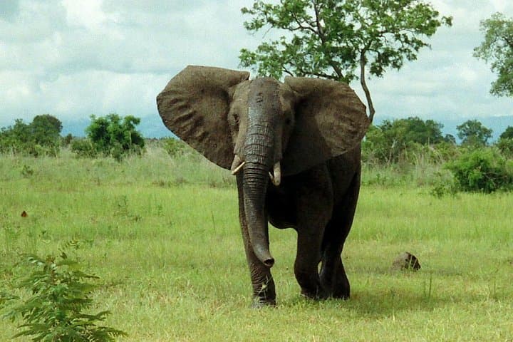4 Days Mikumi & Udzungwa National Parks Safari