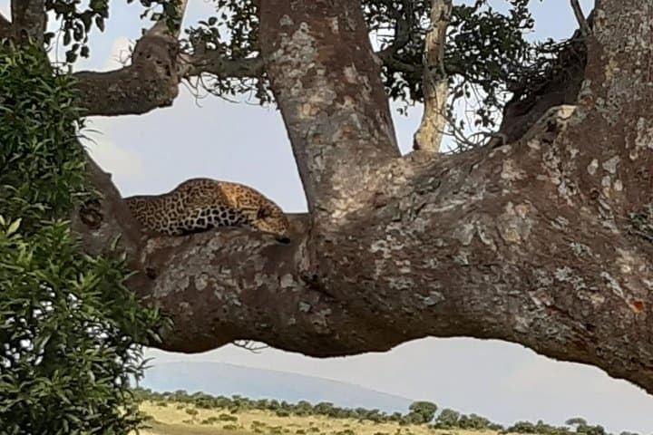 3 days Masai Mara wildebeest Migration Budget Safari