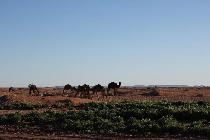 Desert Erg Chigaga-resa från Marrakech: 3 dagar