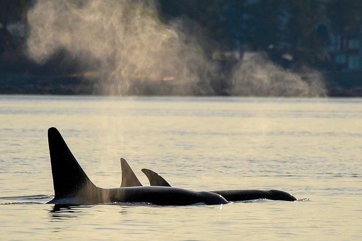 Victoria Semi Covered Sunset Whale-Watching Tour