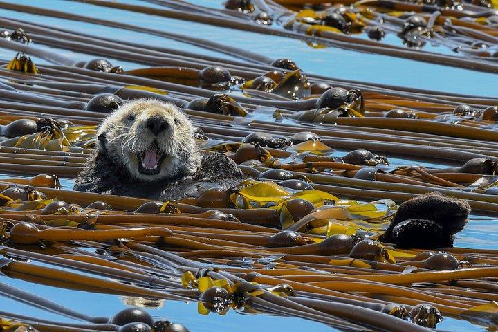 Victoria Marine Wildlife Tour