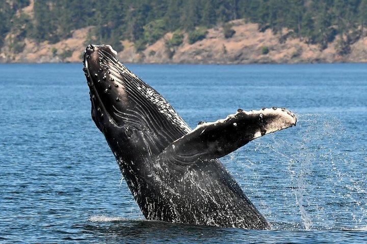 Victoria Marine Wildlife Tour