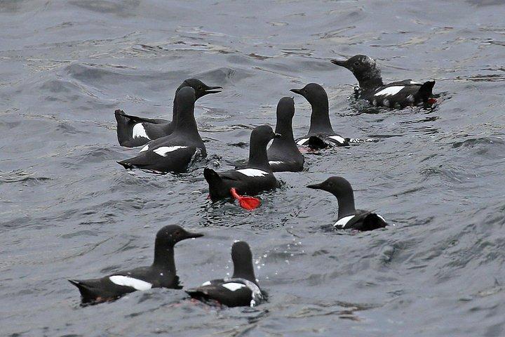 Victoria Marine Wildlife Tour