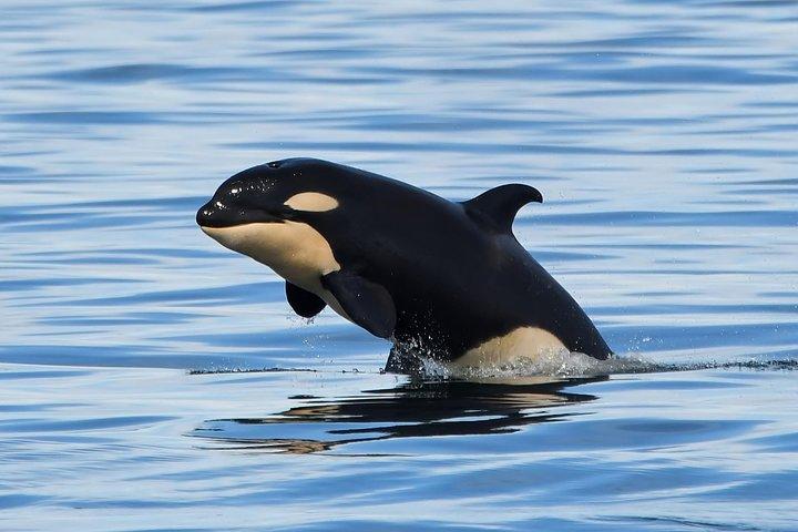 Crociera con balene e fauna selvatica da Victoria
