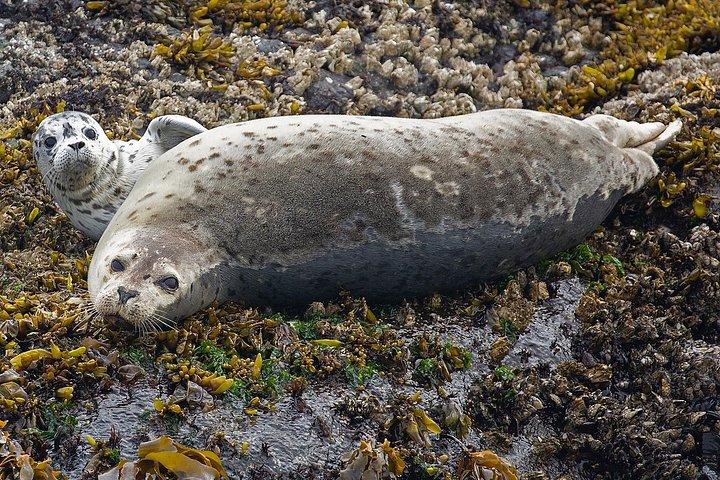 Crociera con balene e fauna selvatica da Victoria