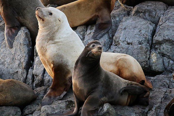 Crociera con balene e fauna selvatica da Victoria