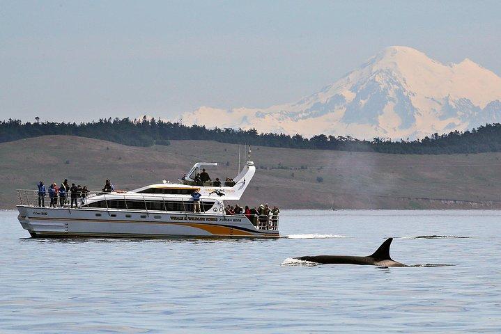 Croisière d'observation des baleines et des animaux à Victoria