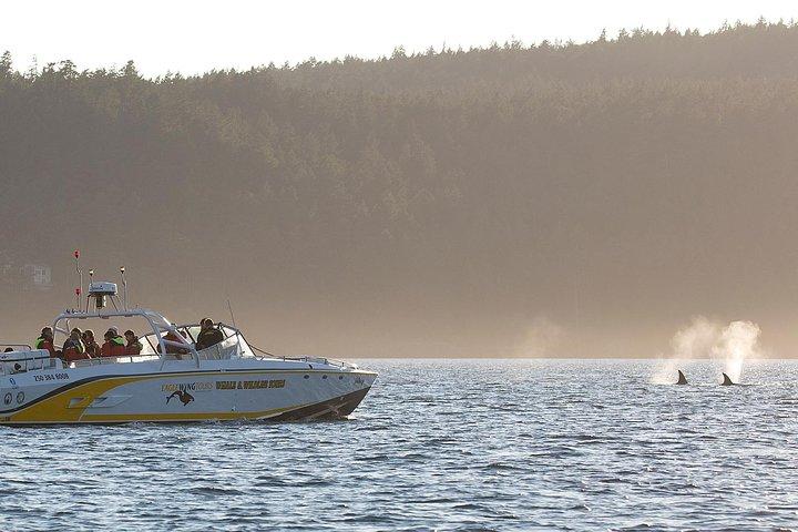 Crociera con balene e fauna selvatica da Victoria