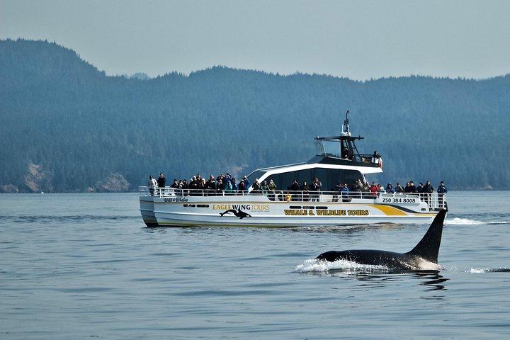 Crociera con balene e fauna selvatica da Victoria