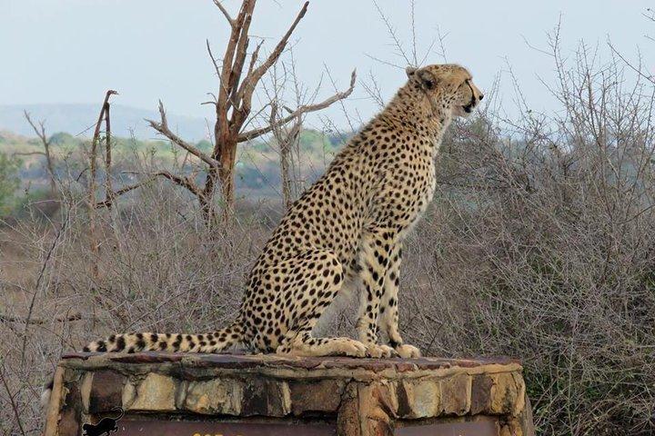 Safaris dans le parc national Kruger Journée complète