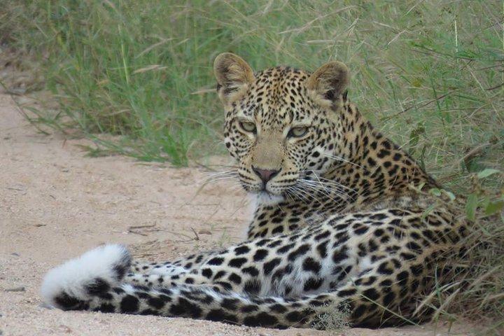 Safaris dans le parc national Kruger Journée complète