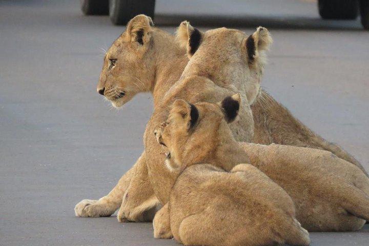 Safaris dans le parc national Kruger Journée complète