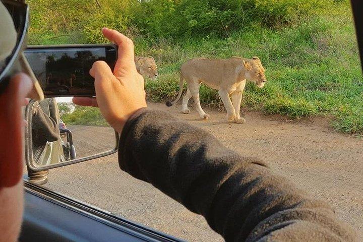 Safaris dans le parc national Kruger Journée complète