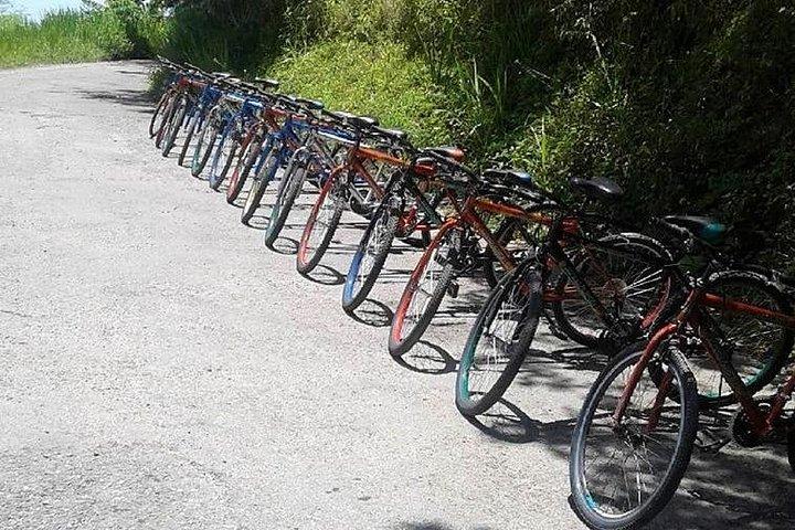 Blue Mountain Bicycle Tour from Kingston
