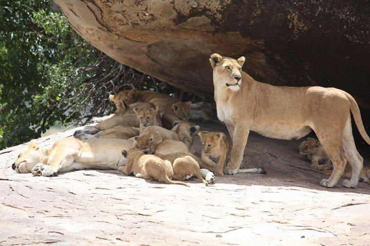 2 dages luksusafari i Tanzania