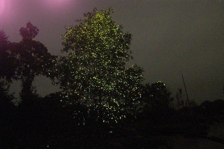 Kuala Selangor Firefly na rota Batu Caves Temple e Malawati Hill Day Tour com Sunset Dinner Compartilhando Base SIC