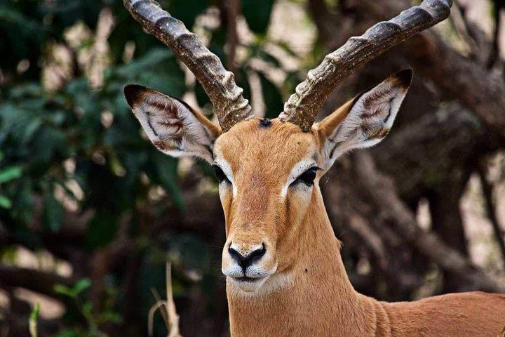 4 Day Mid-range Serengeti Safari