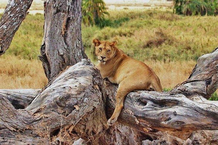 5 Days Serengeti Camping Safari