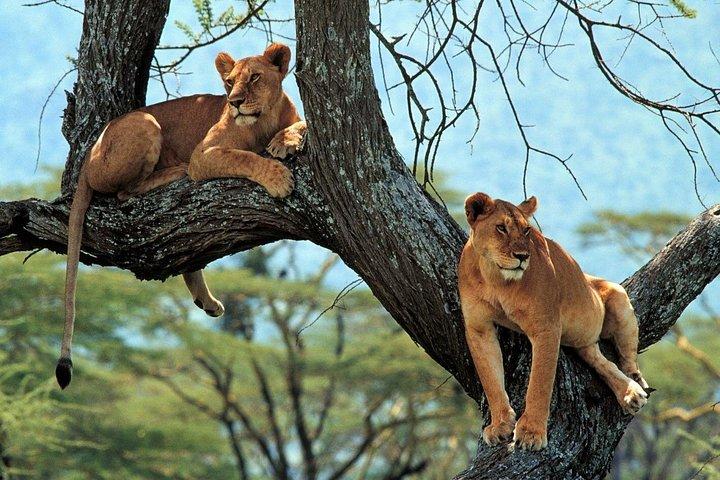 5 Days Serengeti Camping Safari