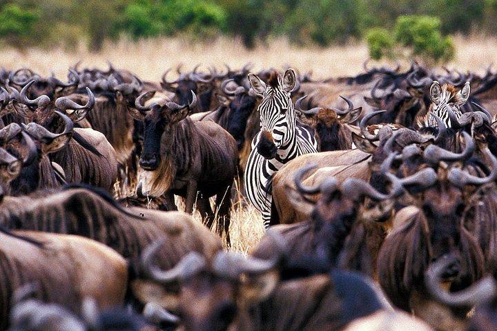 5 Days Serengeti Camping Safari