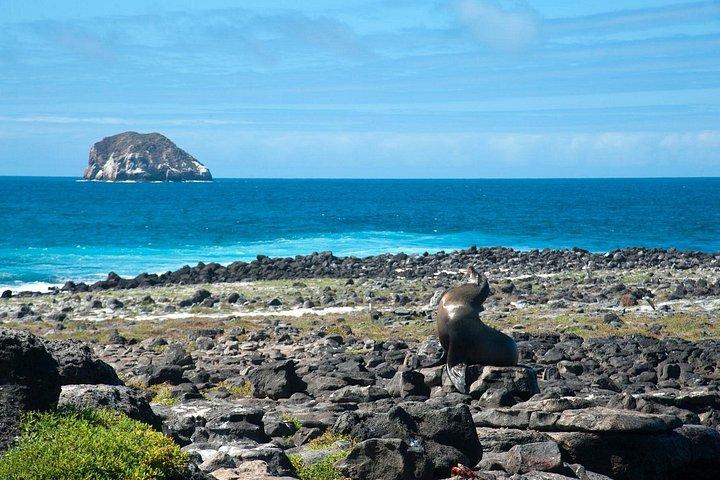 4日間のガラパゴス - イサベラ諸島とサンタクルス
