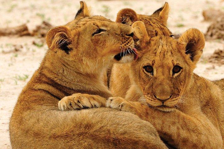 Safari in auto per l'intera giornata del parco nazionale di Hwange