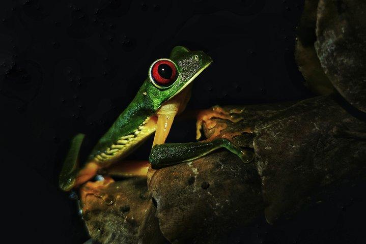 Jungle Night Tour