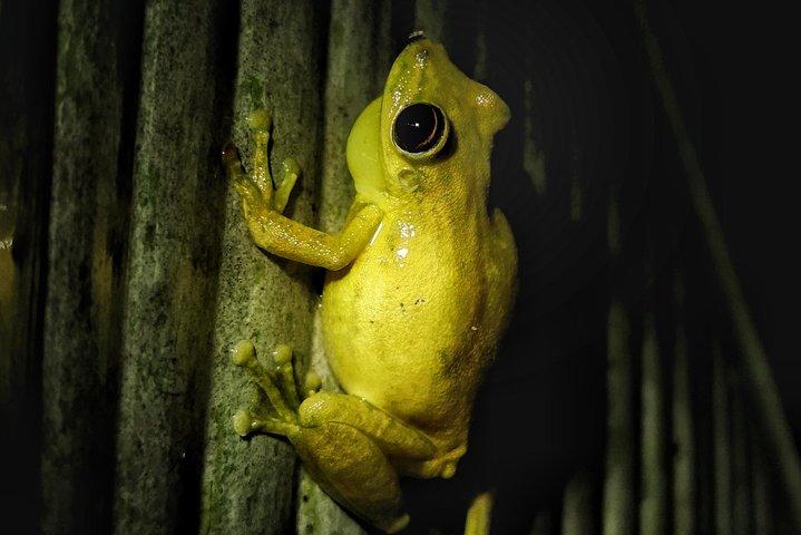 Jungle Night Tour