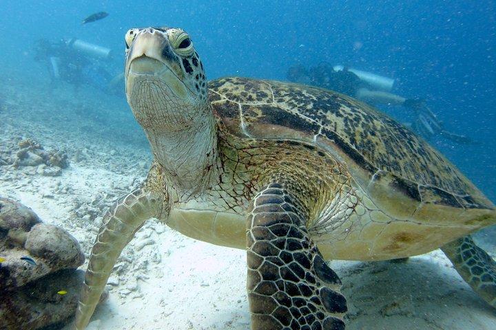 Esperienza di immersione in RAID a Kota Kinabalu