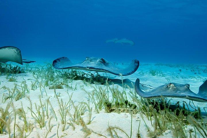 Turtle Center, Starfish, Stingray og snorkling (4-stop eventyr)