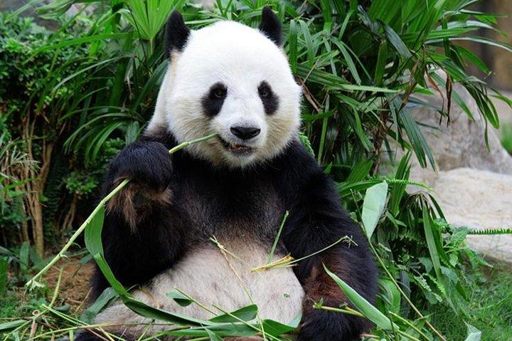 プライベート重慶日帰りツアー：パンダ、エリングパーク、三峡博物館
