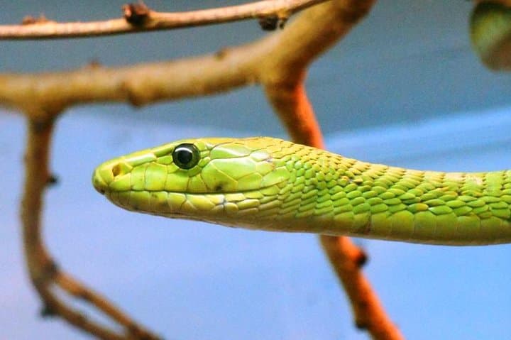 4 Hours Nairobi National Museum and Snake Park with Car