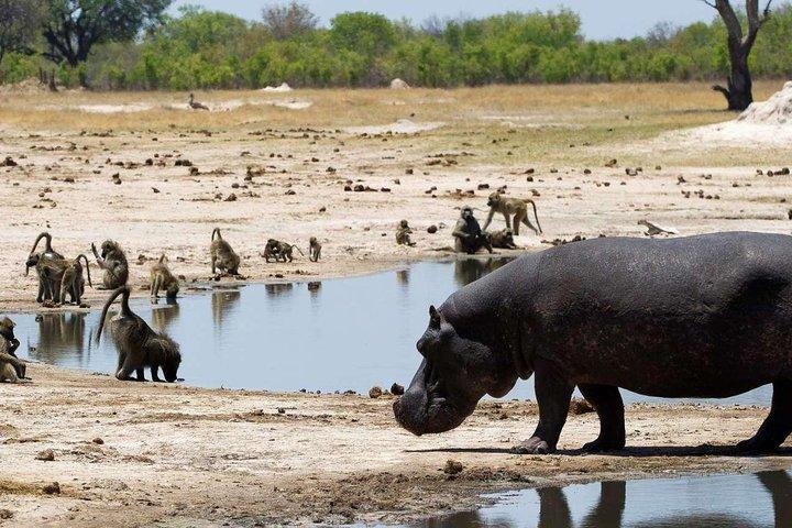 5-daagse Victoria Falls en Hwange National Park Accommodated Safari Tour