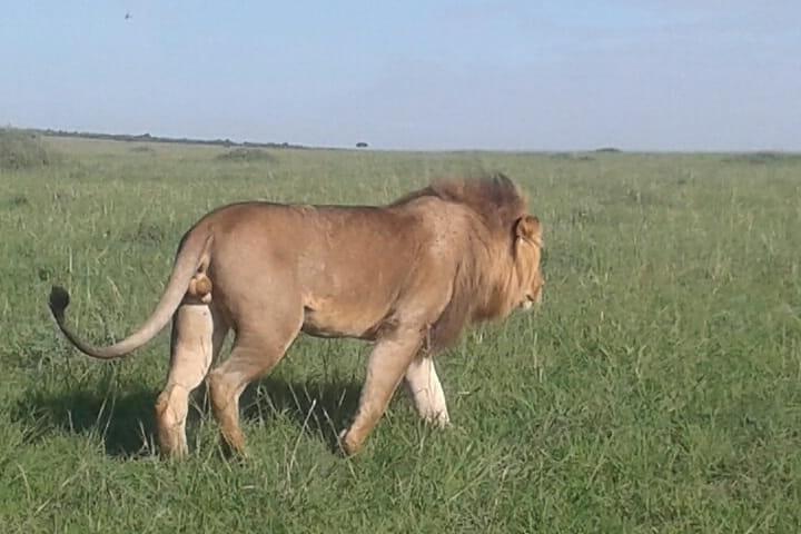 4 Days Maasai Mara and Lake Nakuru Unforgettable Safari