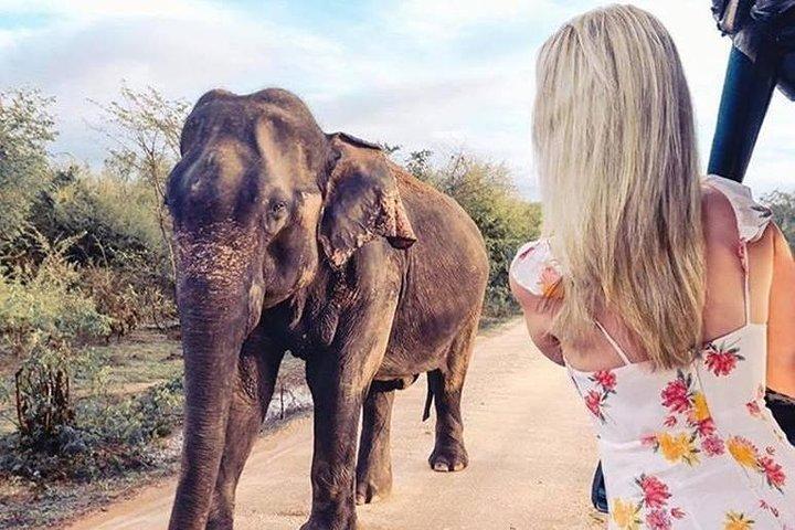 7 dagars privat rundtur med engelsktalande guide - Utforska Sri Lanka