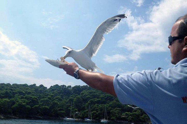 ドゥブロブニク・エラフィティ諸島クルーズ（ランチ、ドリンク、ピックアップ付き）