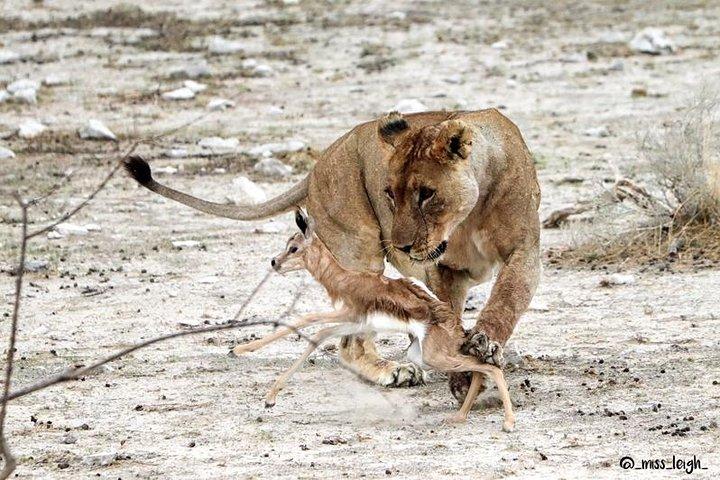 6 日間の砂、海、エトーシャ バジェット キャンプ サファリ