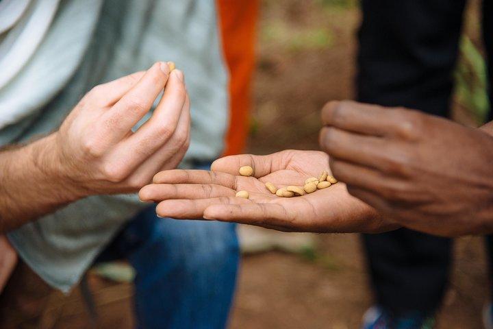 Kvinde-ledet Coffee Farm Trek