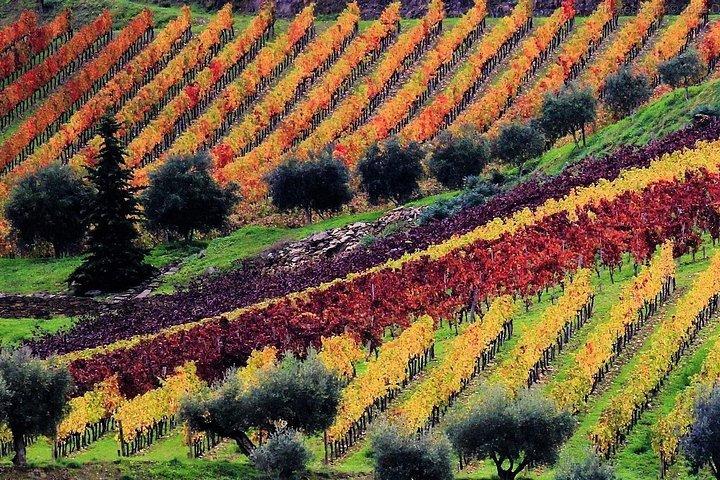 Douro Valley - Saída relaxada de Porto