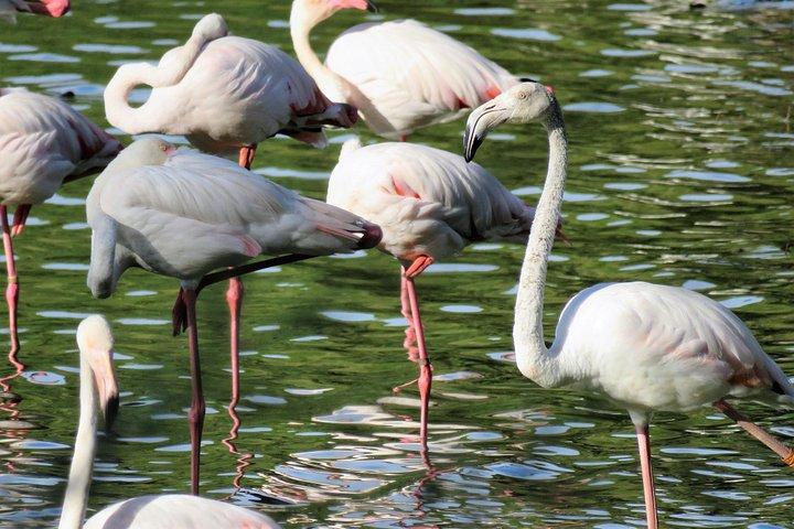 ドニャーナ国立公園とエル・ロシオ：セビリア発のプライベートツアー