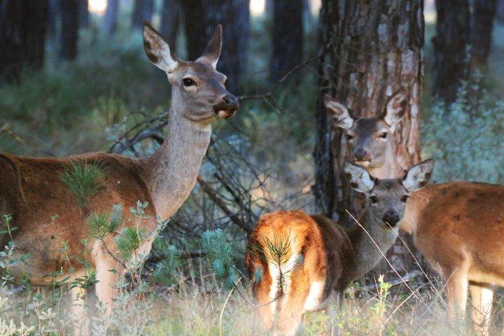 Nationaal park Donana en El Rocío: privétour vanuit Sevilla