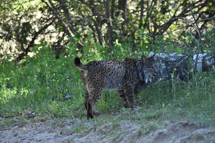 ドニャーナ国立公園とエル・ロシオ：セビリア発のプライベートツアー