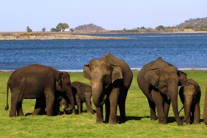 13 - デイスリランカ野生動物アドベンチャー・バイ・アーリヤ・ツアーズ