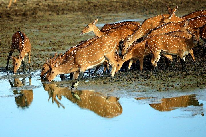 13 - Avventura nella natura dello Sri Lanka di Aaliya Tours