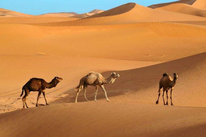 Marrakech Sahara Tours & Day Trips