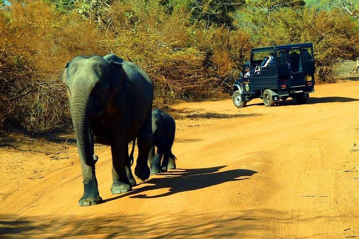 Private 02 Day Leopard Safari a Yala da Colombo