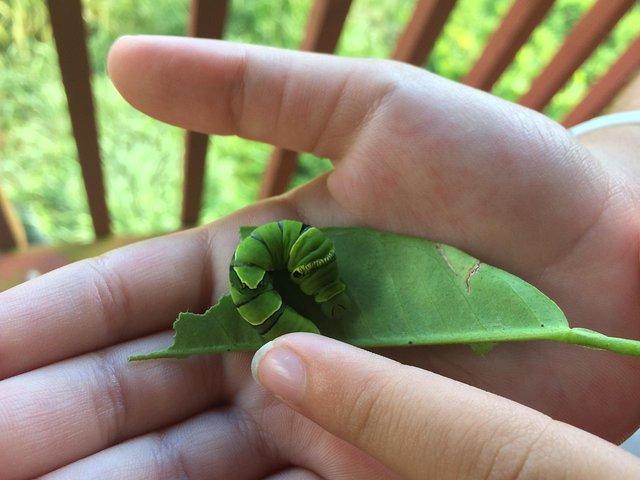Maui Butterfly Farm Tour